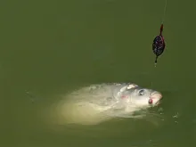 Krmítko a Forma Delphin Method QUIX L (4)