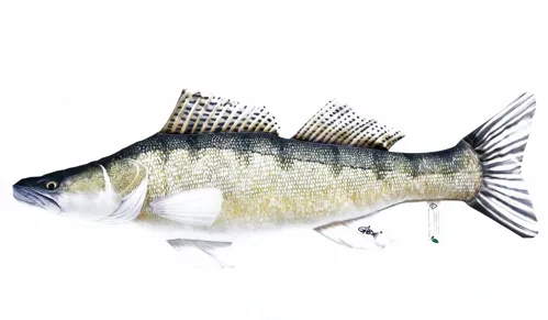 Polštář Candát obecný 75 cm