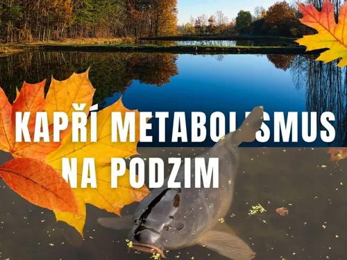 Kapří metabolismus na podzim