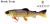 Westin Tommy the Trout 250 mm 160g